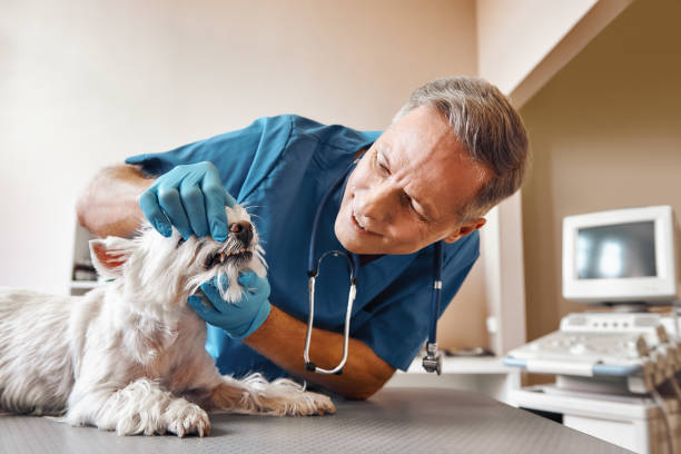 Best Emergency Denture Repair in Ridge Manor, FL